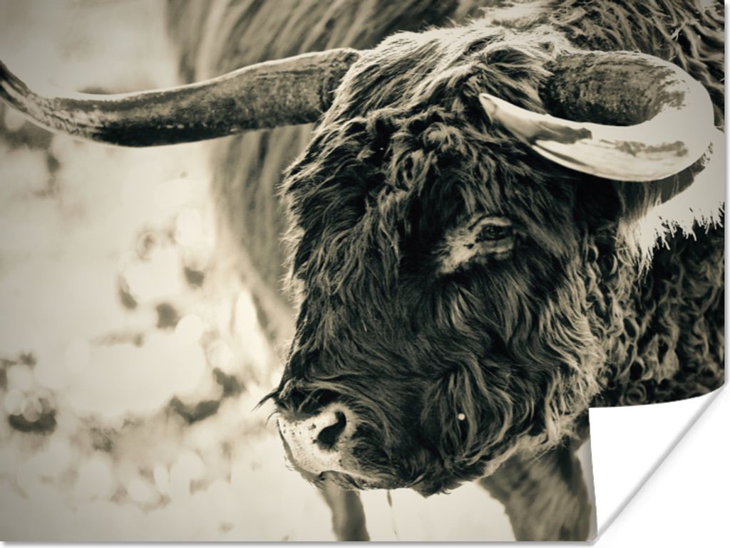 MuchoWow Poster Schottischer Highlander - Schnee - Hörner 160x120 cm - Foto Plakat