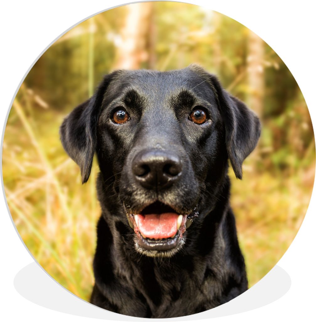 MuchoWow Rundes Wandbild - Runde Bilder Glücklicher schwarzer Hund Ø 30 cm Kreis Wanddekoration Kunststoff - Wandkreis - Wandschmuck - Schlafzi...