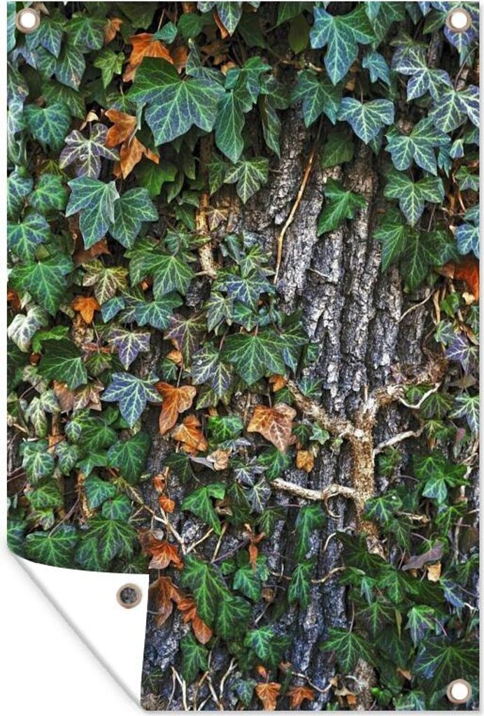 MuchoWow 80x120 cm Outdoor-Poster Gartendeko Sichtschutz Garten Poster für den Garten Eine bunte Hedera wächst auf einer dicken Eiche