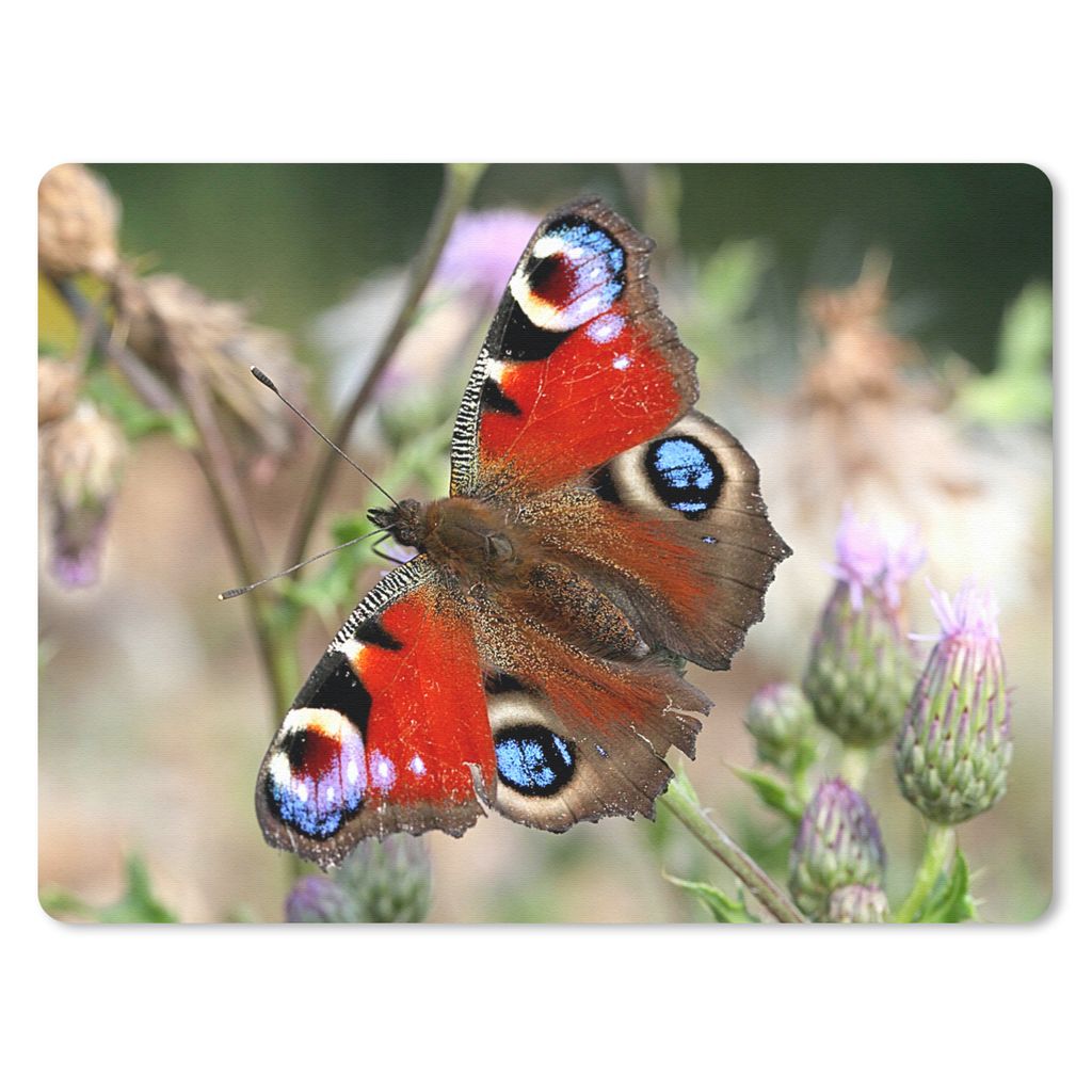 MuchoWow Mauspad Mousepad Tagpfauenauge Schmetterling 40x30 cm - Mousepads - Maus Mat - Pad - Mausunterlage - Anti Rutsch