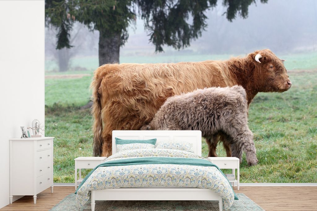 MuchoWow Fototapete für Wohnzimmer oder Schlafzimmer Wandtapete Vinyl Motivtapete Schottischer Highlander - Kalb - Kuh - 525x350 cm - Das Hinter...