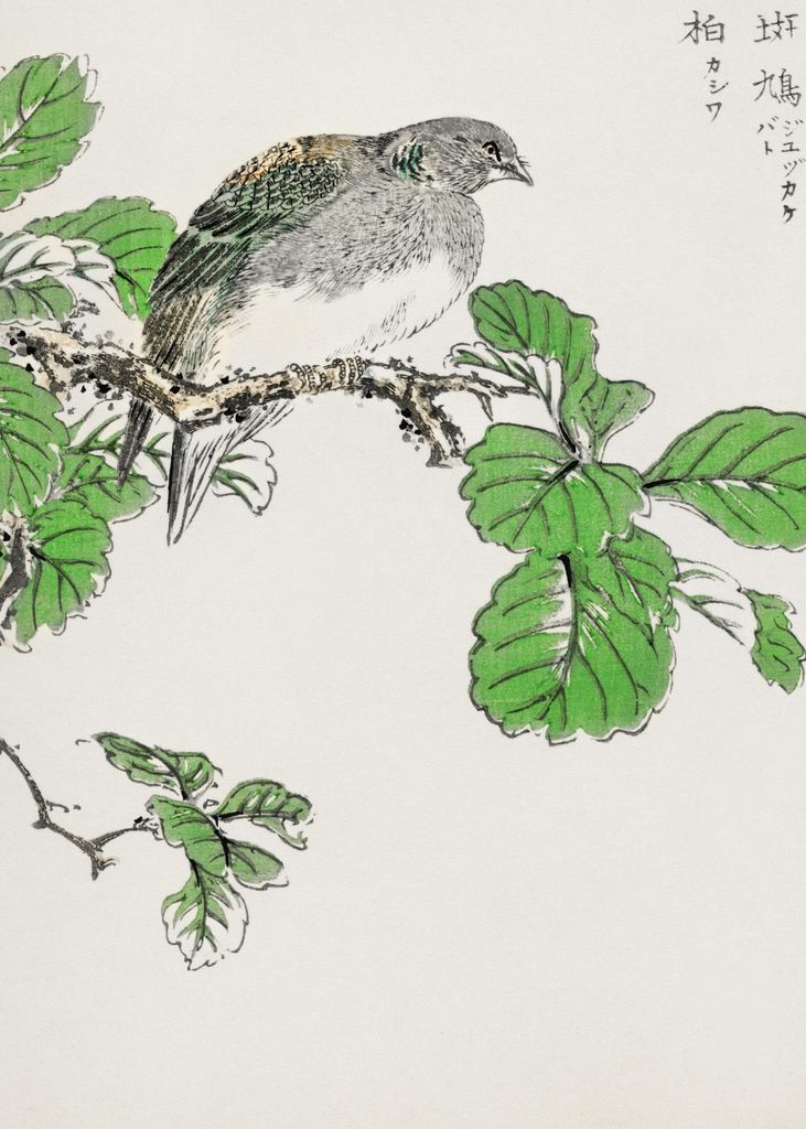 Plakat 50x70cm Barbary Dove, Japanischer Vintage Kashu