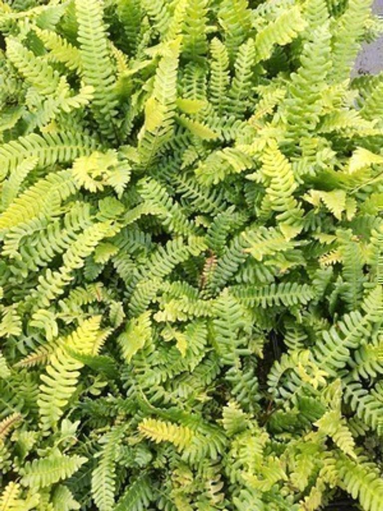 6 x Blechnum spicant - Rippenfarn Spicant - Topf 9 x 9 cm