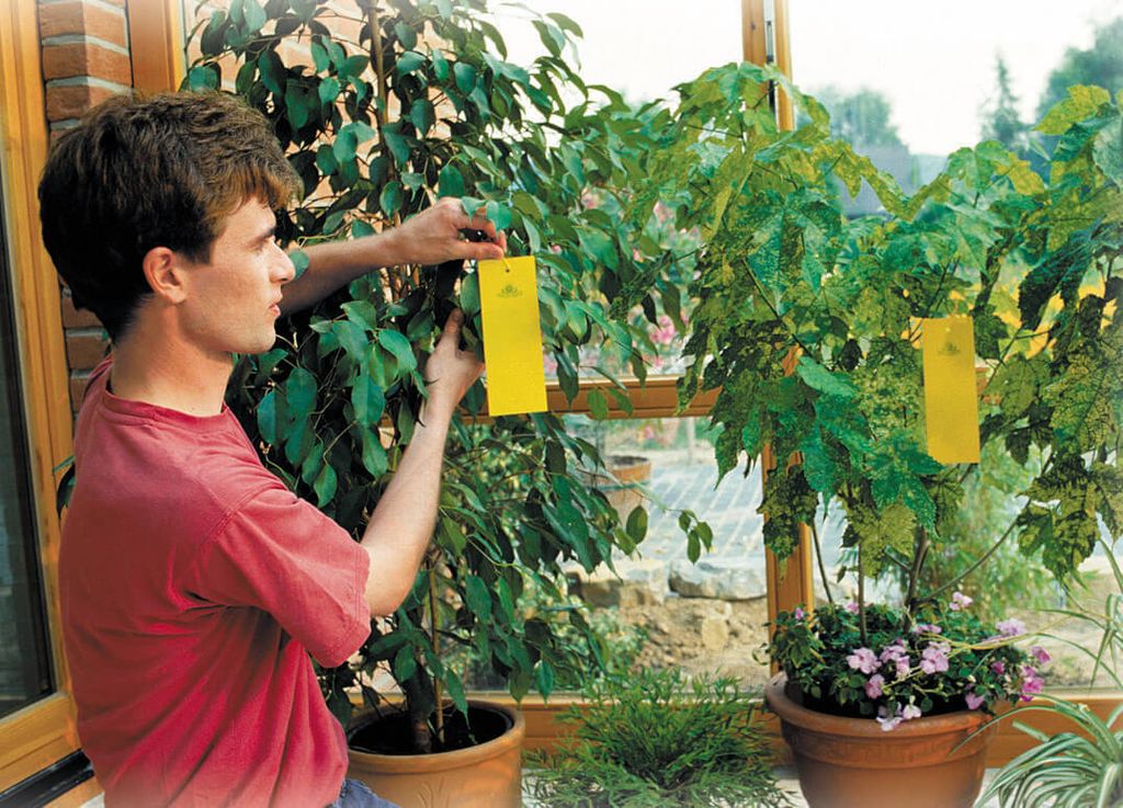 Neudorff Gelb-Sticker 10 Stück Produktbild 30