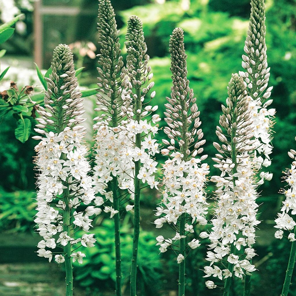 Eremurus Steppenkerze Wüstenschweif Lilienschweif Produktbild 