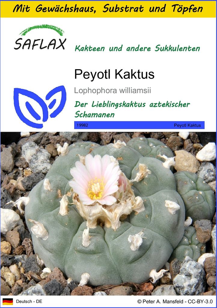 SAFLAX Anzucht Set - Peyotl Kaktus - Lophophora williamsii Produktbild 