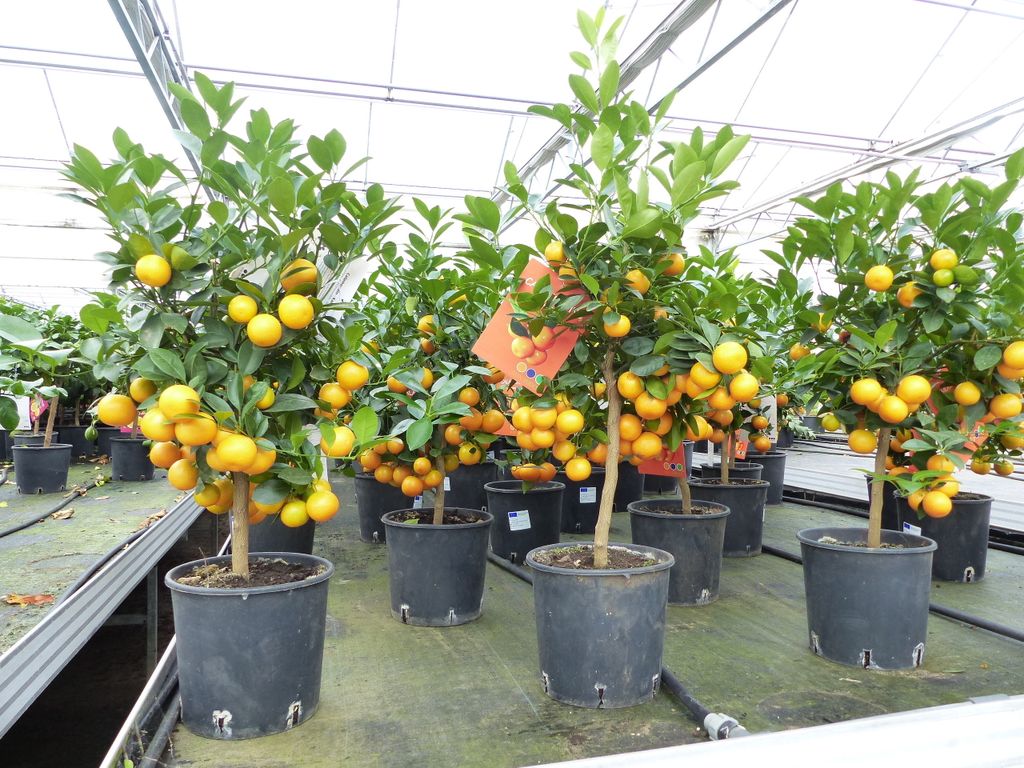 Calamondin Stamm Busch Orange Citrus Mitis 70 - 80 cm Produktbild 3