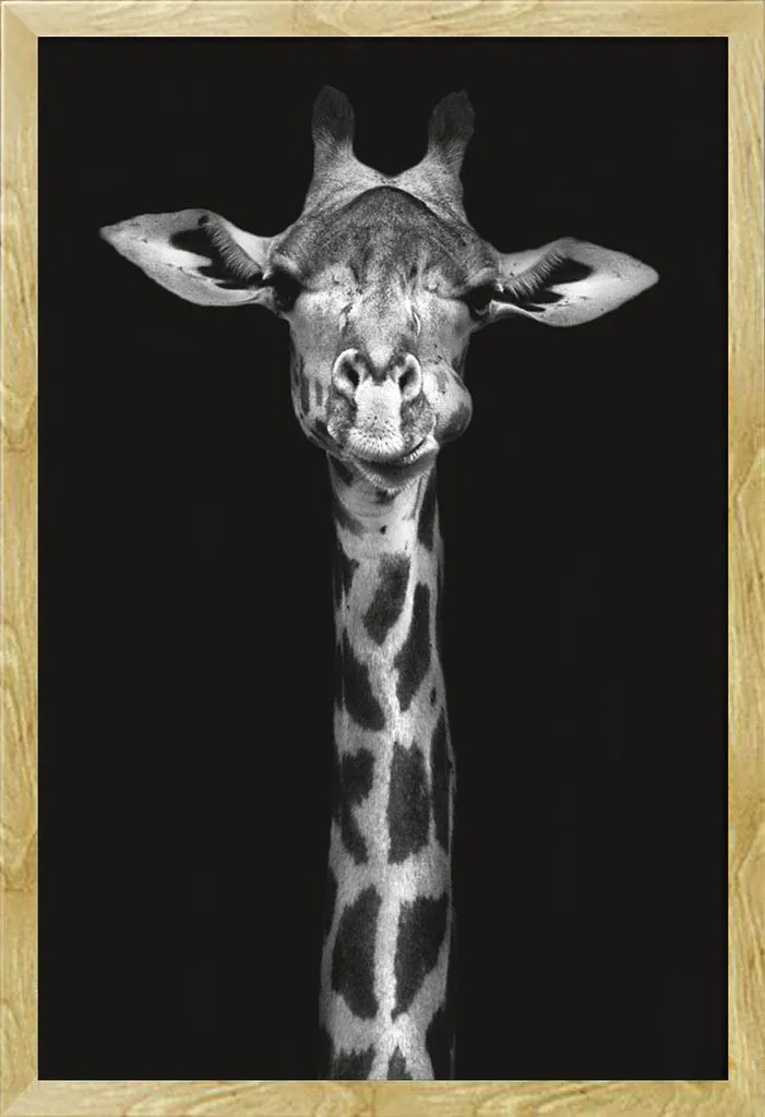 Set Poster Giraffa + Cornice Shinsuke® Maxi Faggio a Prezzo Outlet