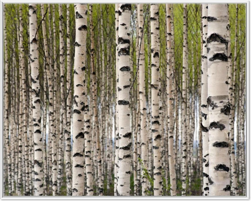 Wallario Wandbild Birkenwald - Baumstämme in schwarz weiß, Größe: 40,30 x 50,30 cm, Poster mit weißem Aluminiumrahmen