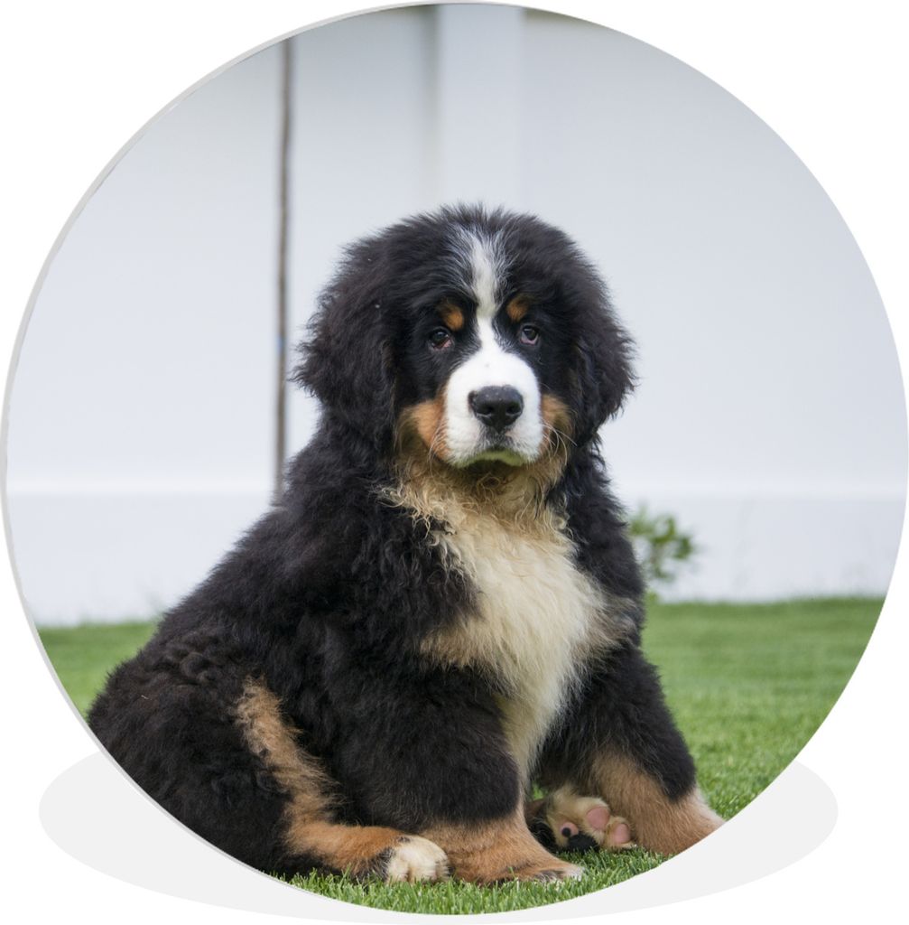 MuchoWow Rundes Wandbild - Runde Bilder Super süßer Berner Sennenhund Welpe Ø 60 cm Kreis Wanddekoration Kunststoff - Wandkreis - Wandschmuck ...