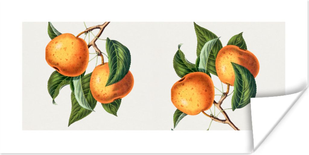 MuchoWow Poster Lebensmittel - Orange - Pflanze 120x60 cm - Bild