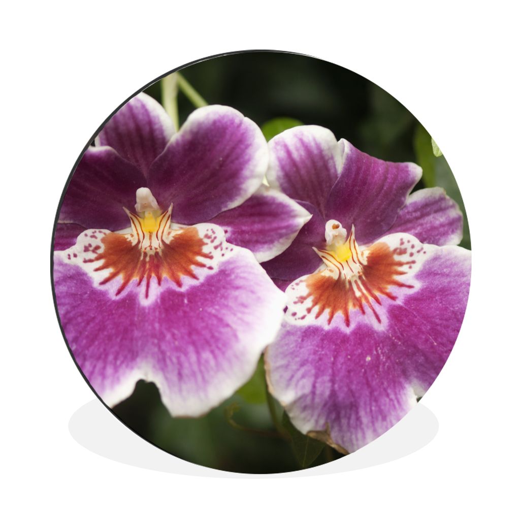 MuchoWow Aluminium Wandkreis Wilde Orchidee Ø 30 cm Wanddeko Modern Wohnzimmer - Wand Bild - Wohnzimmer - Runde Bilder - Alubilder - Kunst für ...