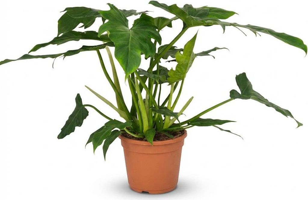 Green boutiQ - Zimmerpflanze - Philodendron - Philodendron Lacerum - Grün - Pflegeleicht - 1 Pflanze - Topf 19cm - Höhe 65cm