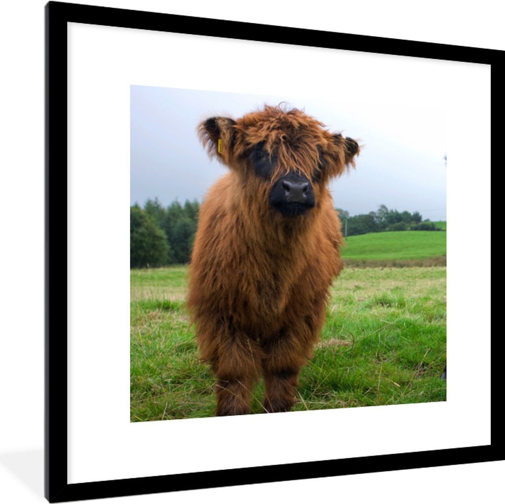 MuchoWow Gerahmtes Poster Schottische Highlander - Kühe - Natur - Grün - Gras 40x40 cm - Poster mit Schwarzem Bilderrahmen Wandposter Rahmen Fo...