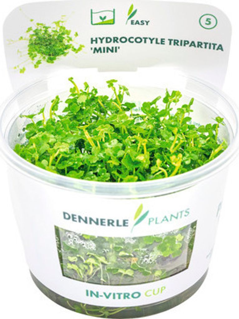 Dreiteiliger Mini Wassernabel - Hydrocotyle tripartita Mini In-Vitro