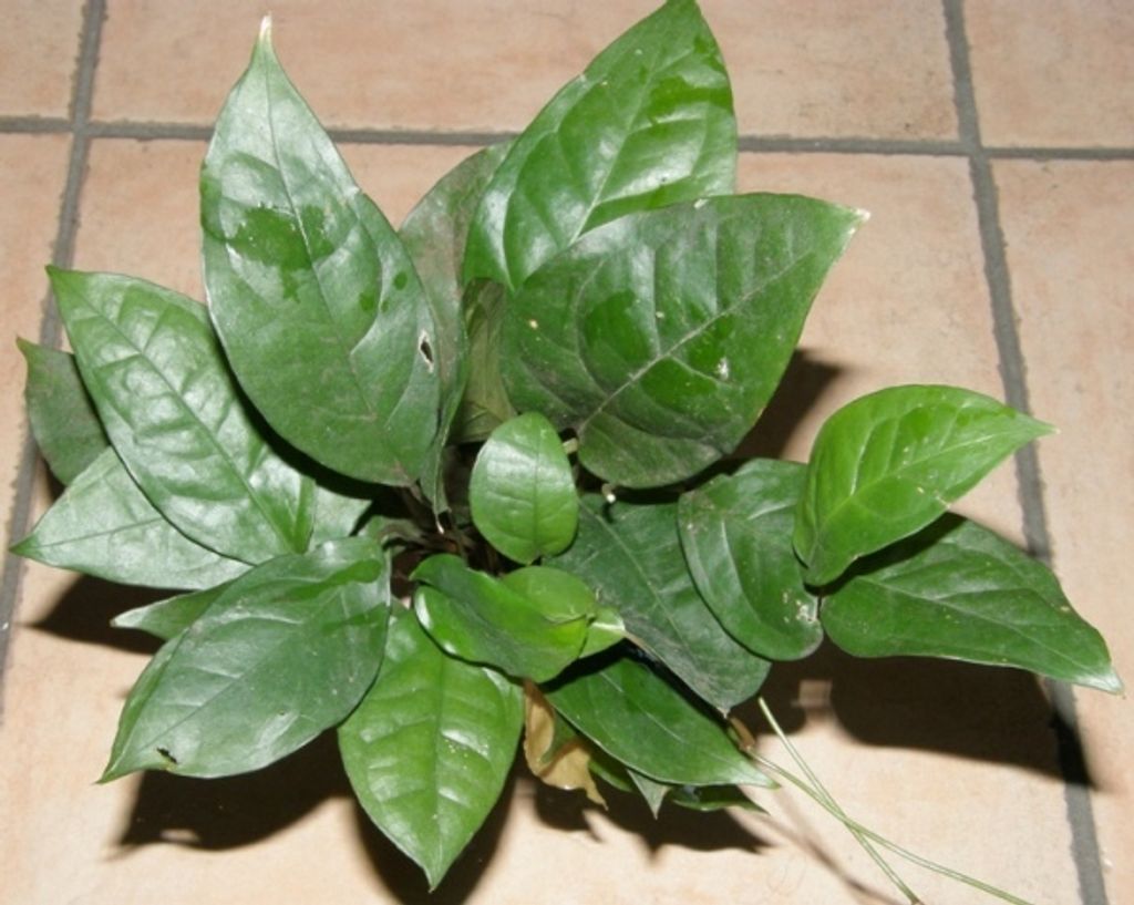 3 Töpfe Anubia gigantea, Riesenspeerblatt, Anubien