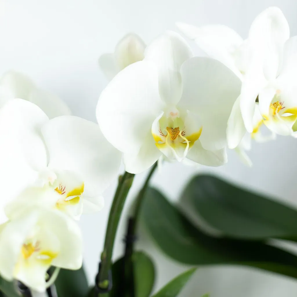 Orchidée Blanche Phalaenopsis pour Décoration Maison - Pot de 12 cm