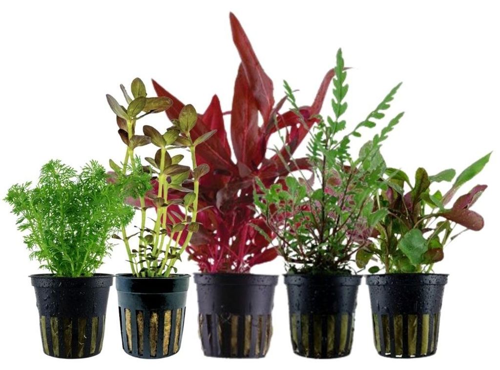 Pflanzen Set mit 5 Mittelgrund Topf Aquarium Wasserpflanzen Produktbild 