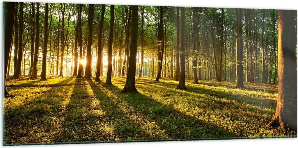 Bilder auf glas - Wald grün Sonnenstrahlen Natur - 120x50cm Produktbild 