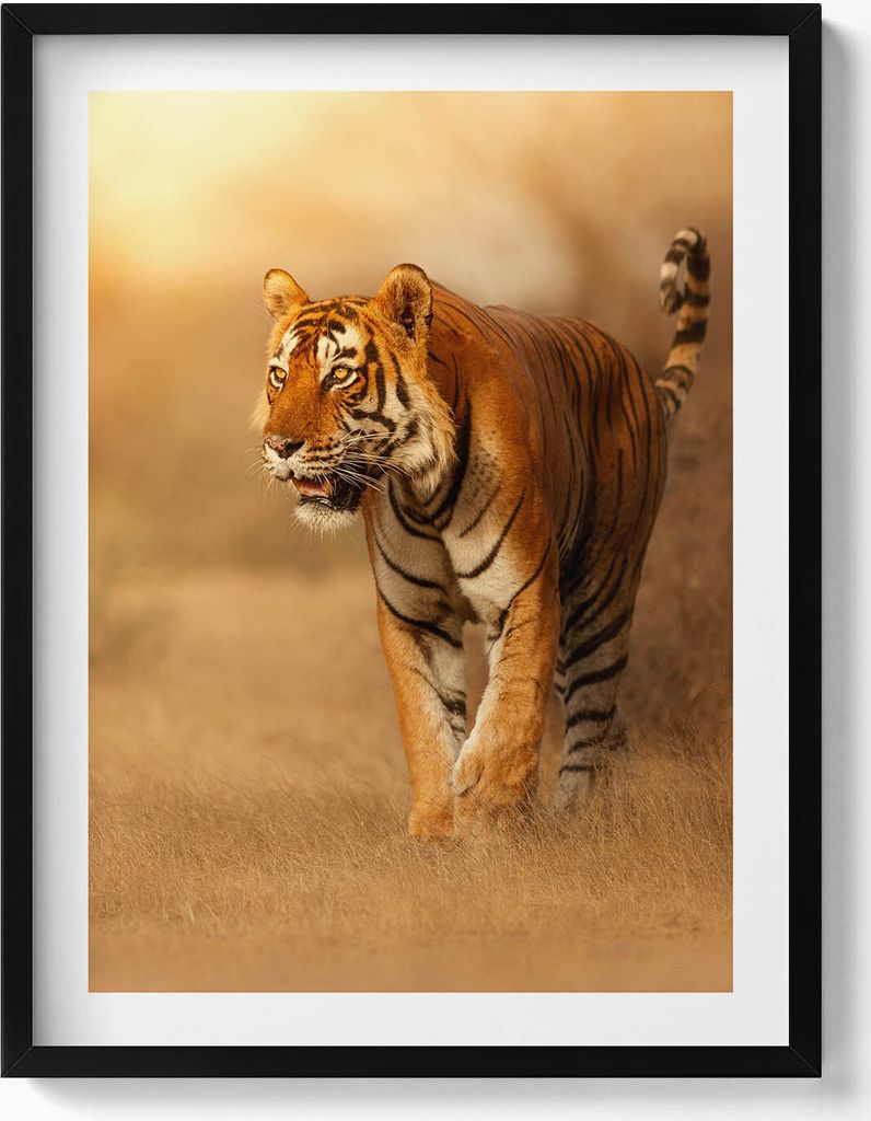 Wilder Tiger auf der Jagd– Wandbild mit Rahmen – Gerahmtes Bild – Wanddekoration – 60x80 cm – Schwarz Rahmen