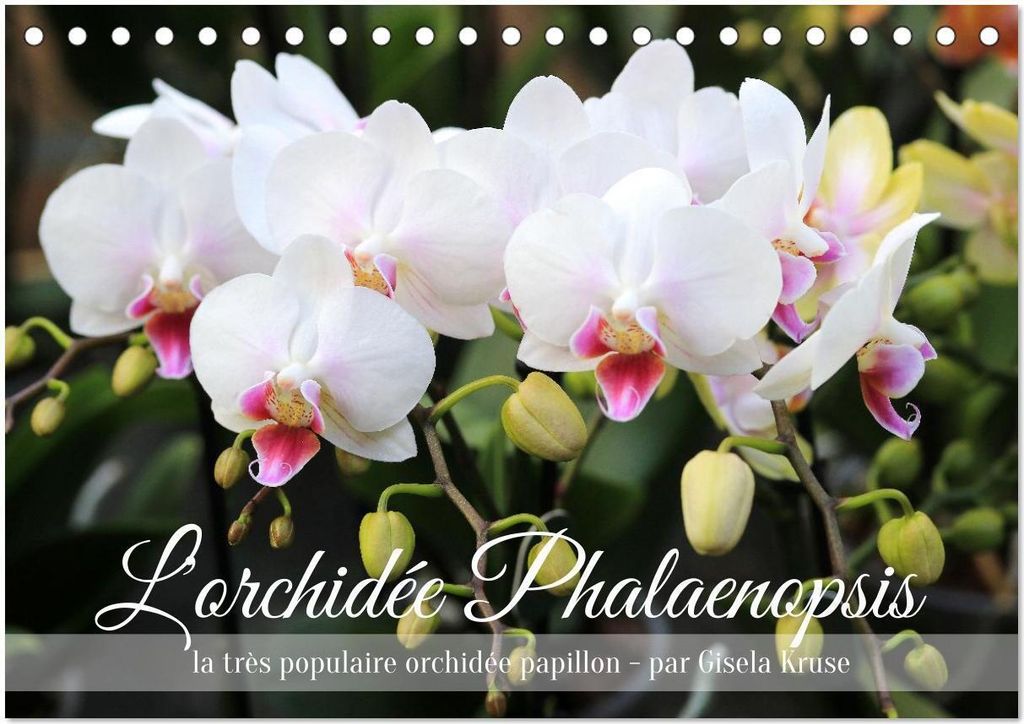 L'orchidée Phalaenopsis (Calendrier de bureau 2026 DIN A5 vertical), CALVENDO calendrier mensuel