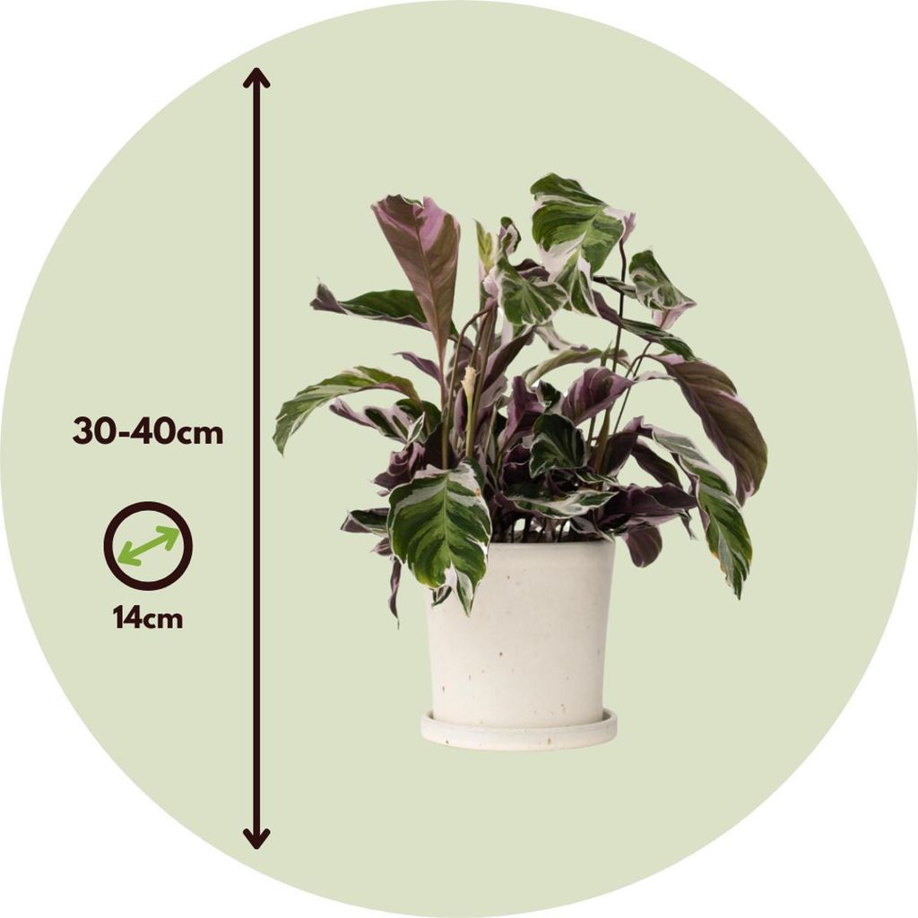 Korbmarante - Calathea Lietzei 'White Fusion' - Hhe