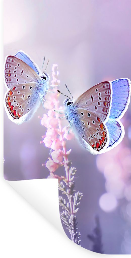 MuchoWow Wandtattoo Wandsticker Wandaufkleber Schmetterling - Lavendel - Blumen - Lila 60x120 cm Selbstklebend und Repositionierbar - Selbstklebe...