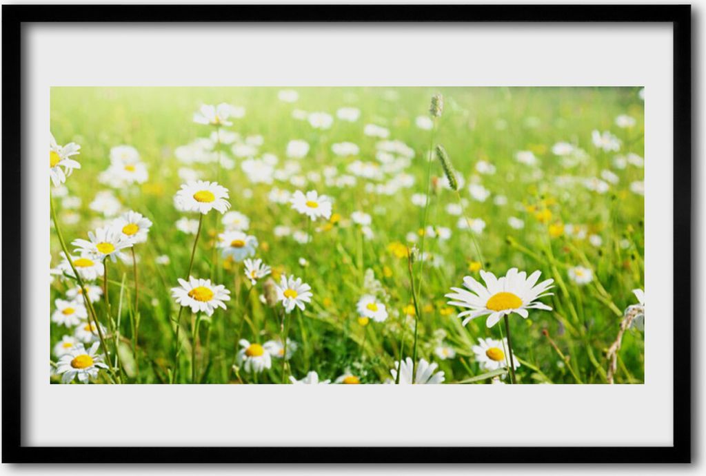 Bild 60x40 MDF-Rahmen Wandkunst Gänseblümchen-Wiese Natur