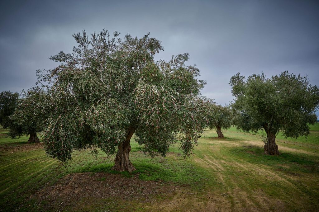 Set mit 4 Picual-Oliven  Olea europaea Picual
