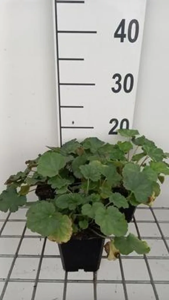 Couvre-sol persistant 6 x Heuchera Coral Petite - Campanule pourpre pot