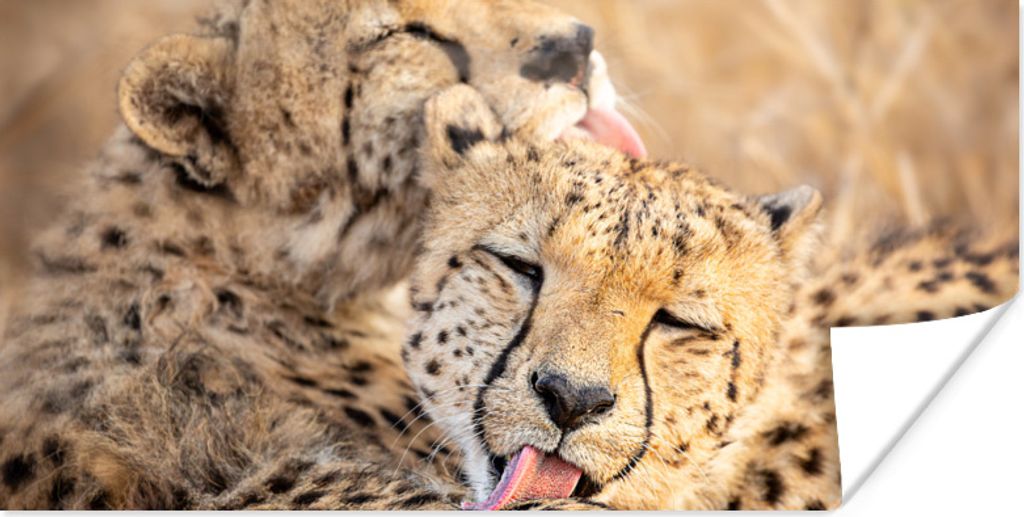 MuchoWow Poster Geparden - Freundschaft - Tiere 150x75 cm - ohne Rahmen