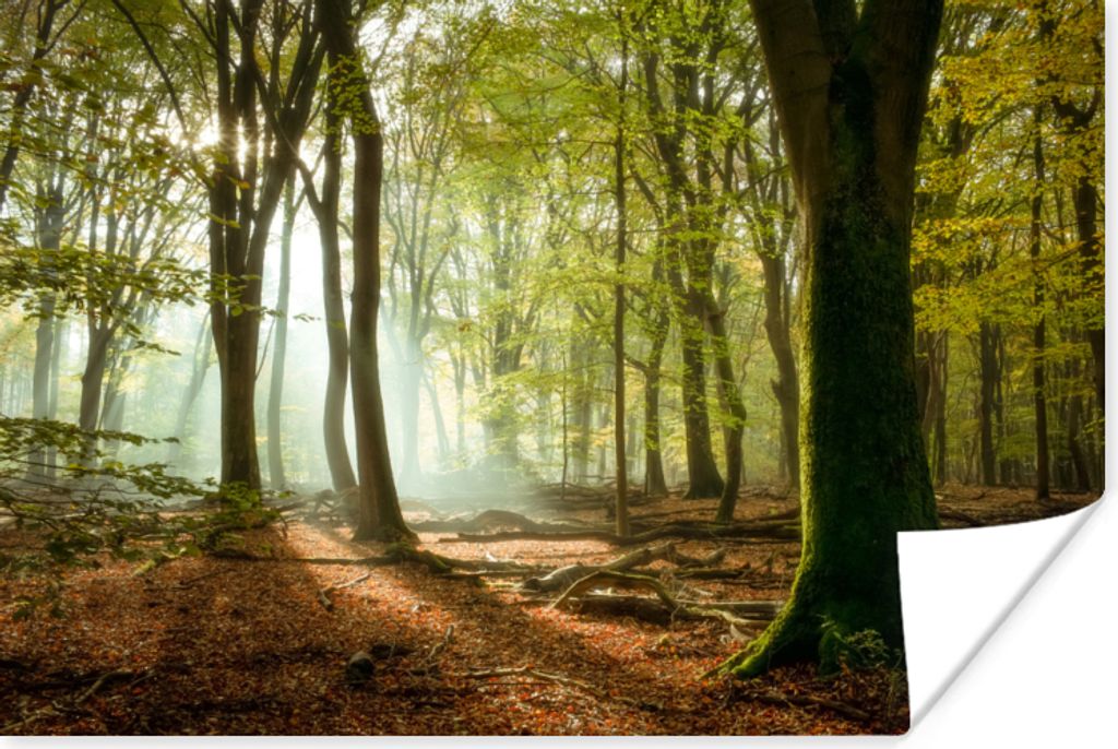 MuchoWow® Poster Wald - Sonne - Jahreszeiten - Landschaft Produktbild 