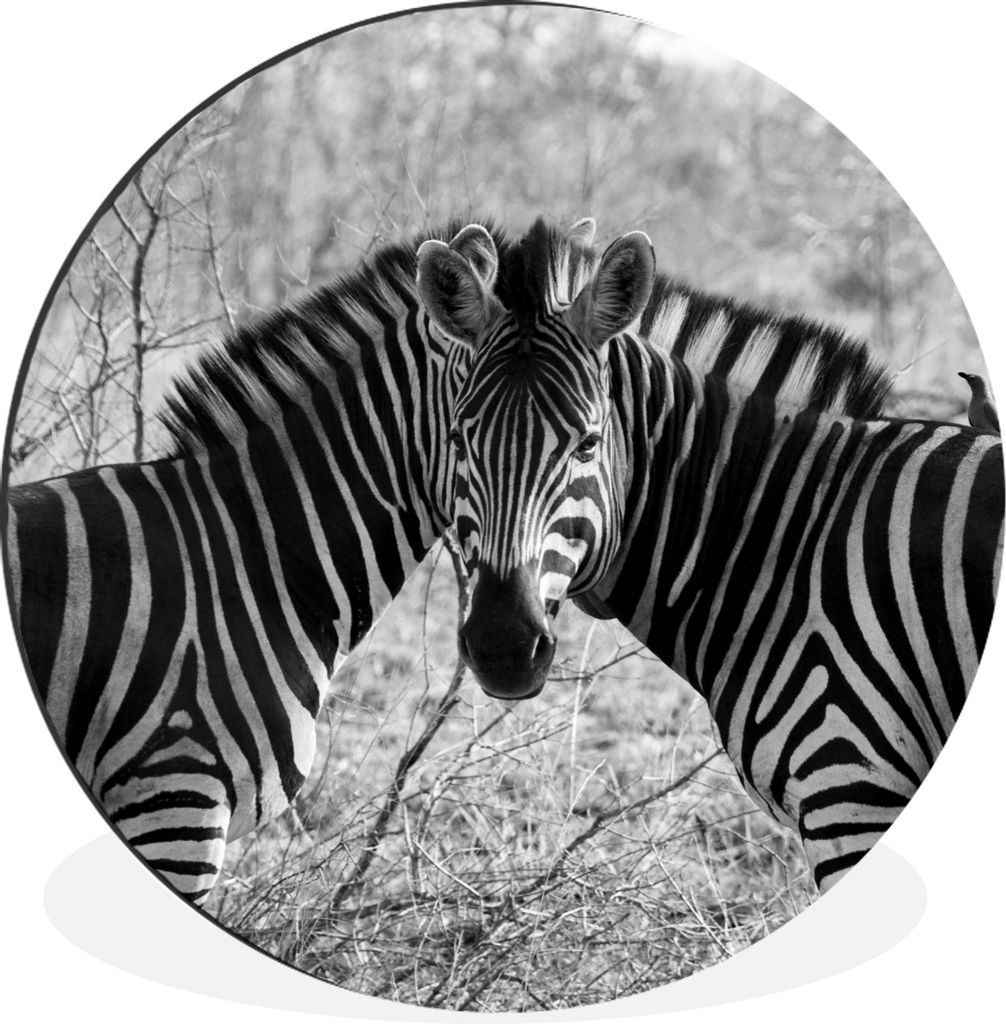 MuchoWow Aluminium Wandkreis Zwei Zebras Ø 90 cm Wanddeko Modern Wohnzimmer - Mauerkreis - Wandbilder - Runde Bild - Bild aus Aluminium - Schlaf...