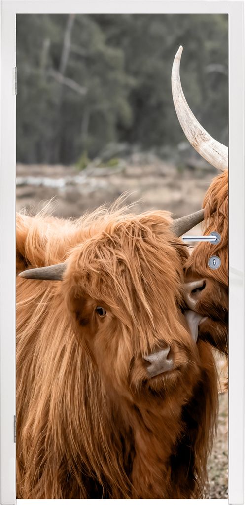 MuchoWow Türtapete Selbstklebende Türfolie Schottischer Highlander - Liebe - Porträt 90x205 cm Türposter Türaufkleber Klebefolie Türklebefo...