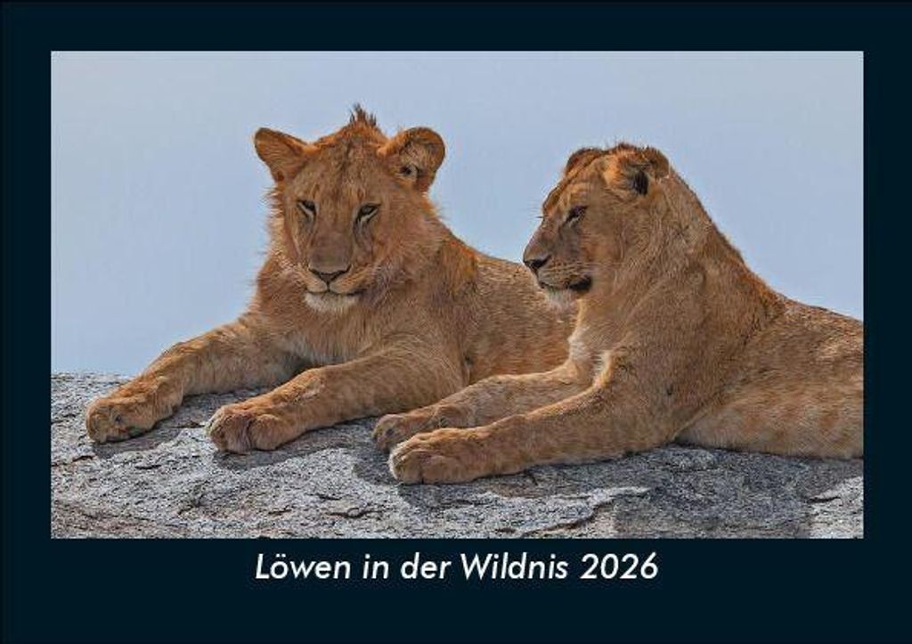 Löwen in der Wildnis 2026 Fotokalender - Querformat DIN A5, Monatskalender mit Bild-Motiven von Haustieren, Bauernhof, wilden Tieren und Raubtieren