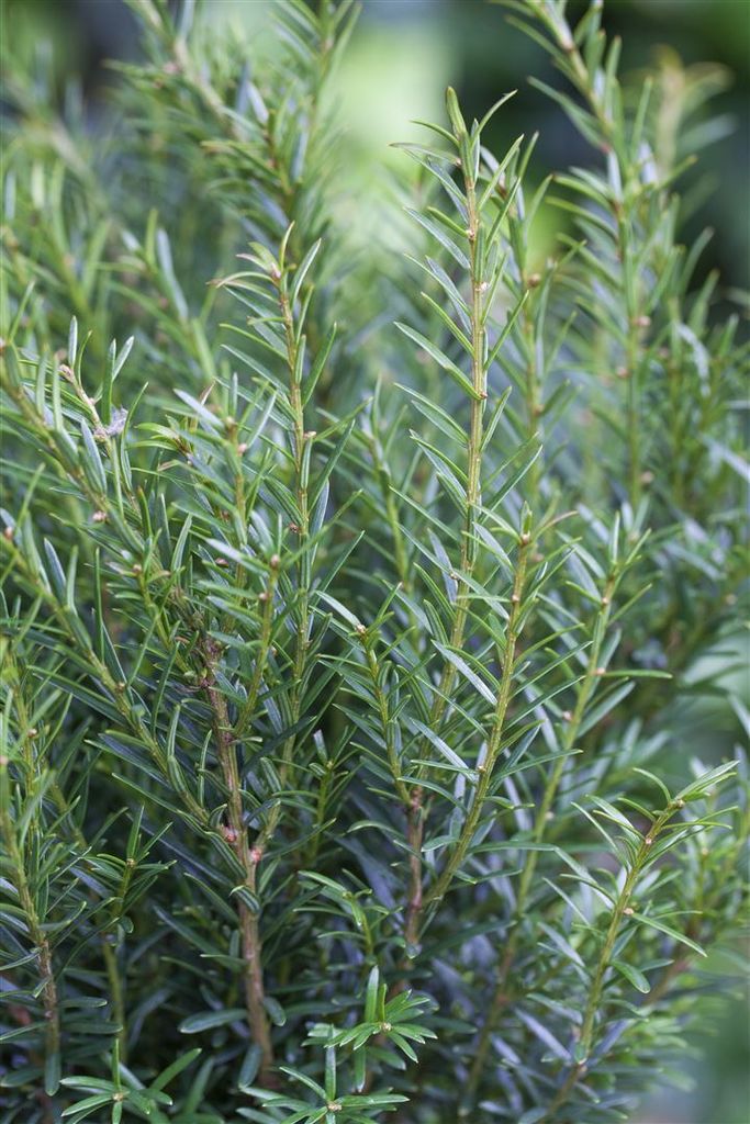 Taxus baccata 'Renke's Kleiner Grüner', Eibe, kompakt, 20–40 cm