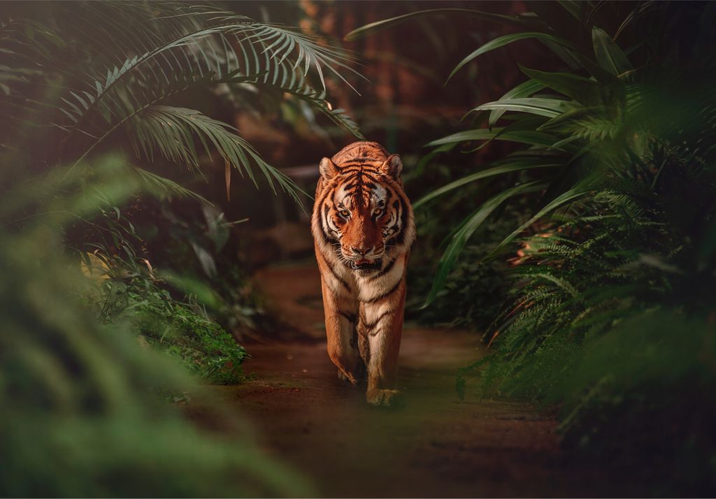 Vlies Fototapete Tiger Tiere Dschungel Wald 3D EFFEKT (254x184 - 2 Bahnen) inkl. Kleister - Tapete Für Wohnzimmer Schlafzimmer Flur Vliestapete Wa...
