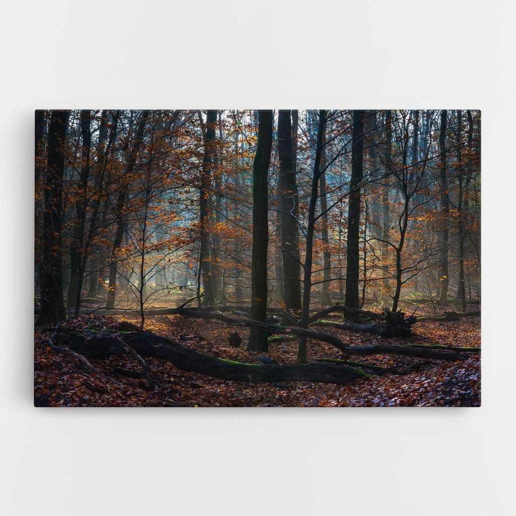 ARTHUB Leinwandbild 70x100 cm, Forest Autumn Day | Wohnzimmerdekoration, Hängende Bilder, Wanddekoration, Heimdekoration, Landschaften, Wälder