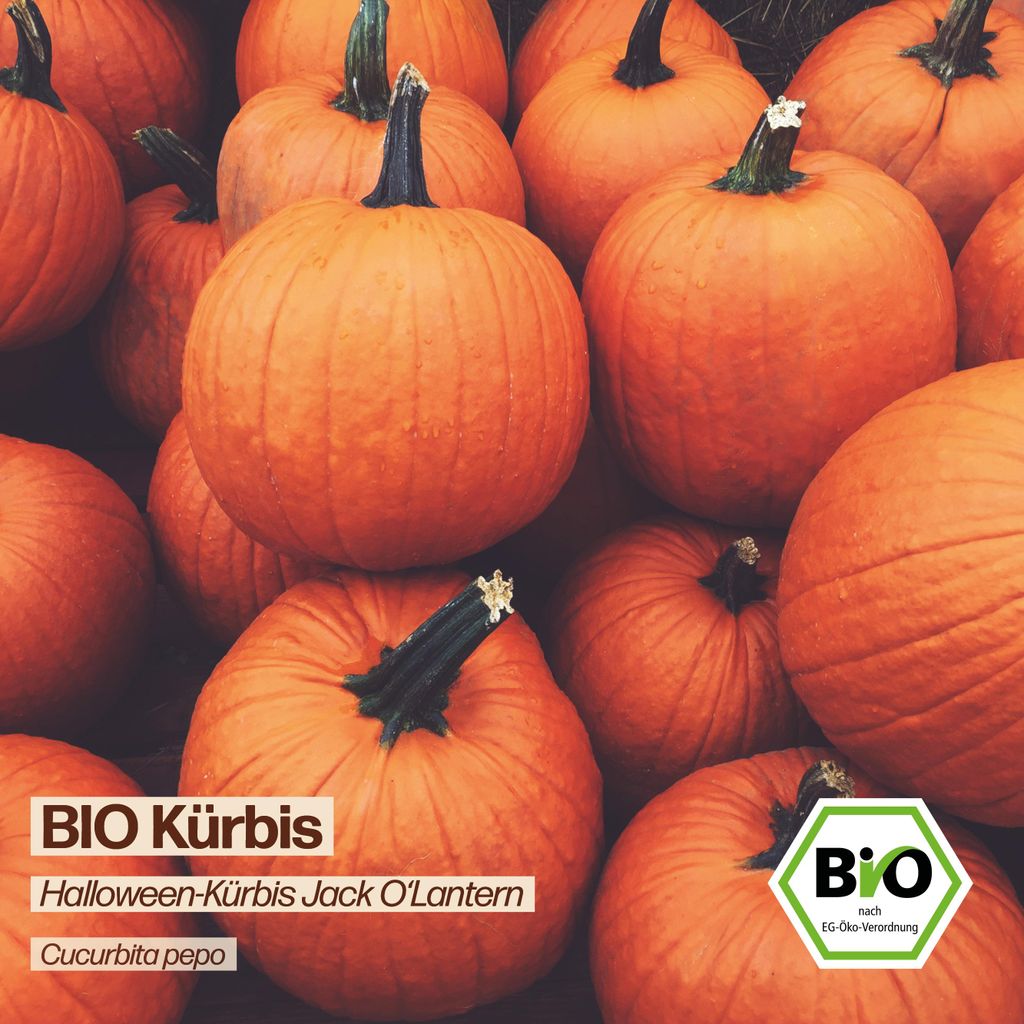Samenliebe Krbis Samen | Jack O'Lantern - gro -