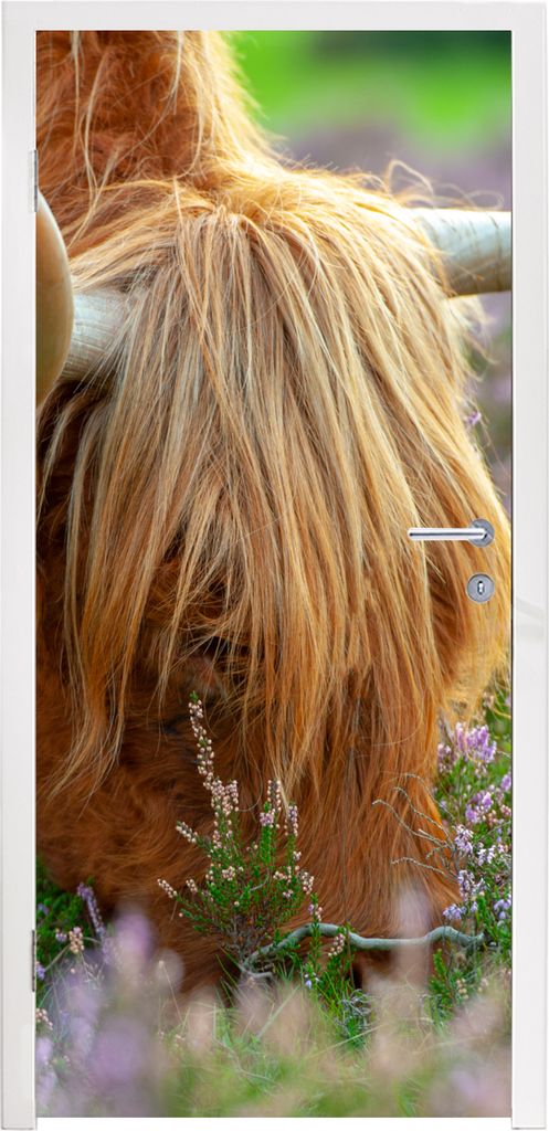 MuchoWow Türtapete Selbstklebende Türfolie Schottischer Hochländer - Hörner - Heidekraut 95x235 cm Türposter Türaufkleber Klebefolie Türkl...