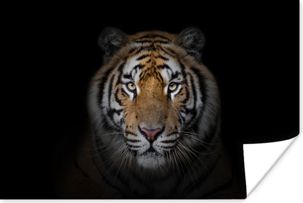 MuchoWow Poster Tiger - Wildtiere - Porträt - Schwarz - Tiere 120x80 cm - Bilder