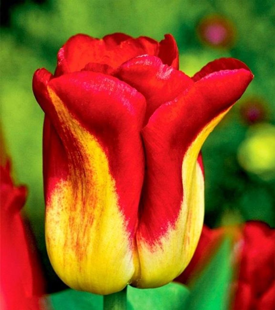 Tulpen Blumenzwiebeln Zwiebeln Blumen zweifarbige Tulpe Produktbild 