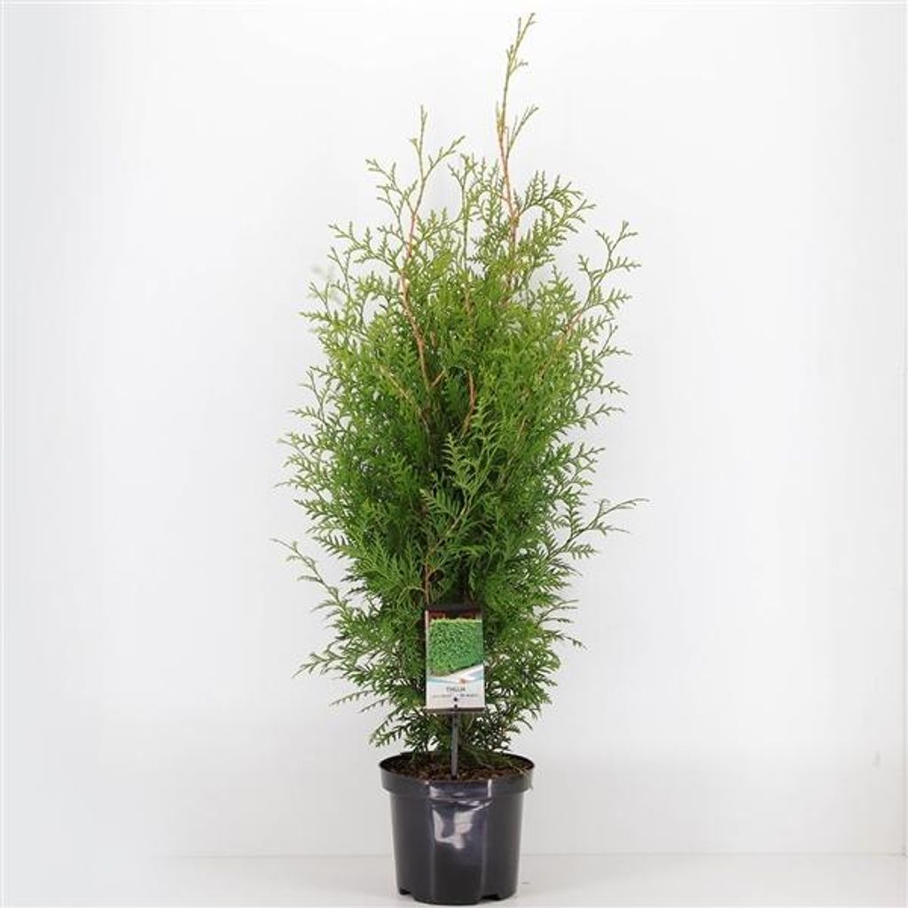 Arbre de vie Brabant 60 cm+ Thuja occidentalis Brabant - Image du produit 