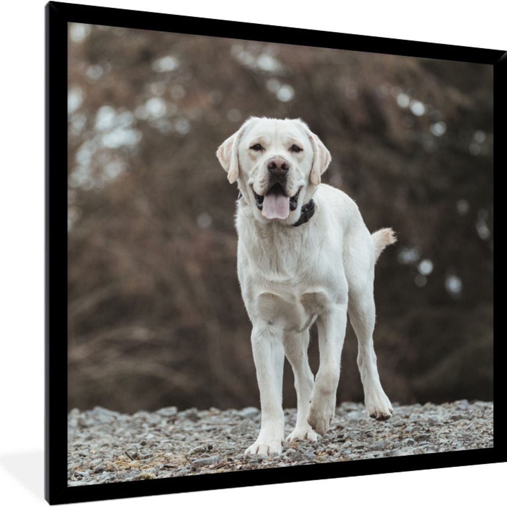 MuchoWow Gerahmtes Poster Ein weißer Labrador Retriever auf den Steinen 40x40 cm - Poster mit Schwarzem Bilderrahmen Wandposter Rahmen Foto Bild...