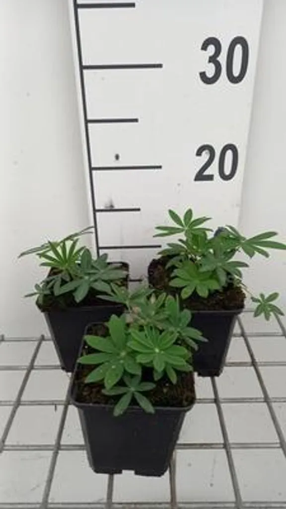 Lupin Noble Maiden Blanc Pur - Floraison Verticale - 6 Plants