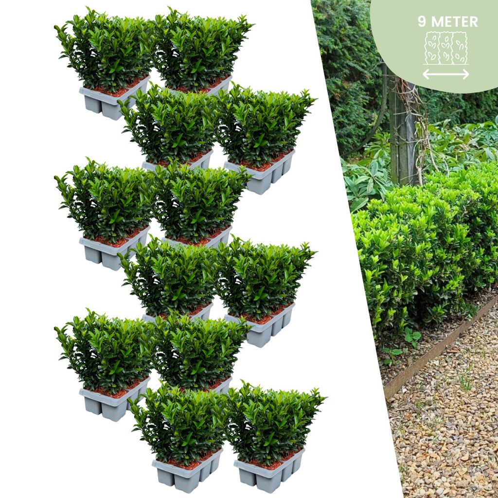 72 X Euonymus 'Green Spire' - 72 X Ø 7 Cm - ↨ 15 Cm Produktbild 