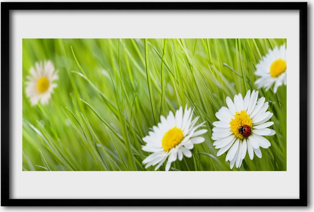 Bild 60x40 MDF-Rahmen Wandkunst Gras Gänseblümchen Natur