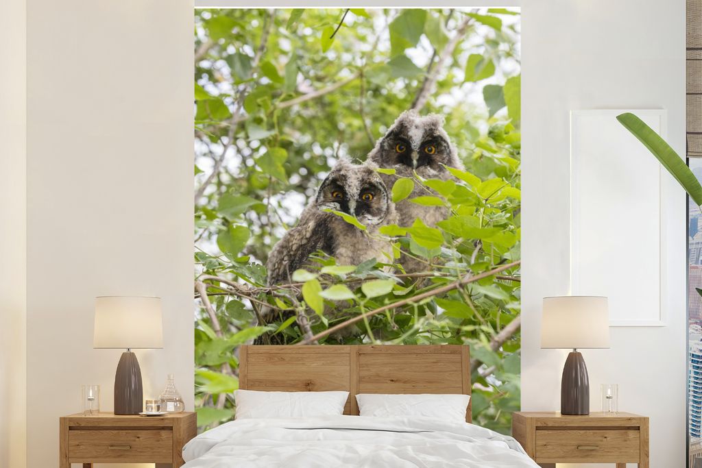 MuchoWow Fototapete für Wohnzimmer oder Schlafzimmer Wandtapete Vinyl Motivtapete Zwei Waldohreulen sitzen zwischen den Bäumen - 160x240 cm - V...