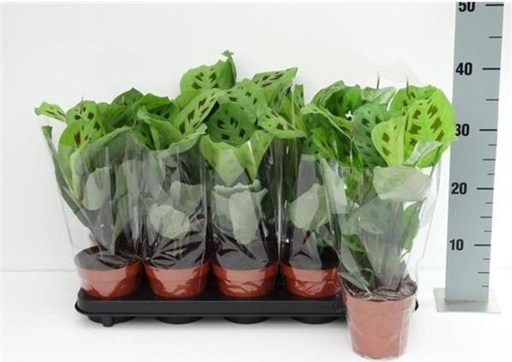 Maranta leuconeura Kerchoveana Produktbild 1