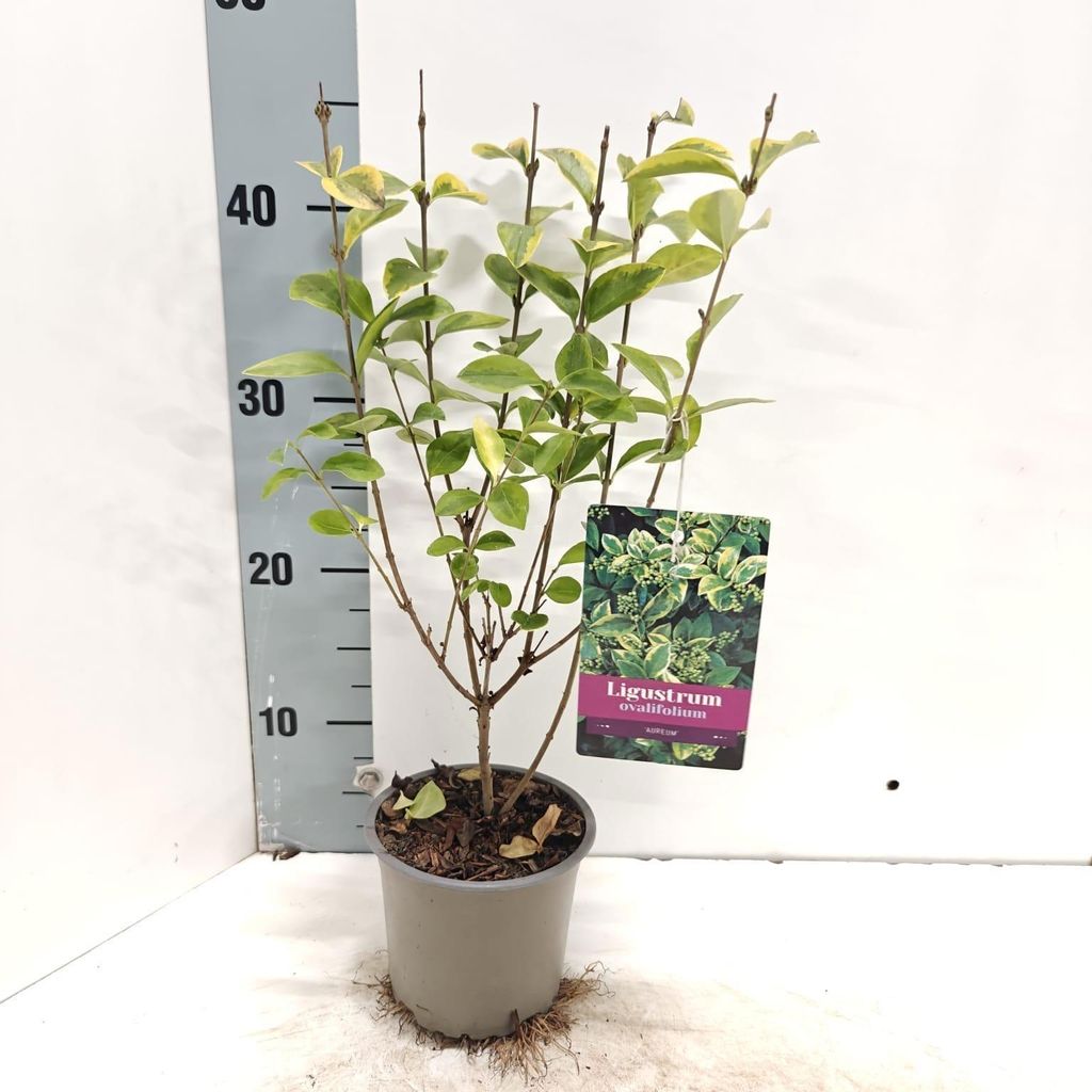 Ligustrum ovalifolium 'Aureum' - Liguster | 20/+ im Topf